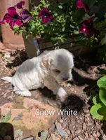 Snow White, a female Shihpoo for sale in Ashwood, OR – 7 of 7