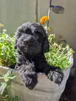 Fish , a male Cavapoo for sale in Ashwood, OR – 6 of 8