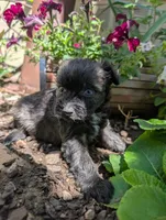 Hero, a female Miniature Aussiedoodle for sale in Ashwood, OR – 4 of 6