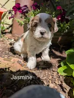 Jasmine , a female Shihpoo for sale in Ashwood, OR – 3 of 7