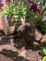 Memory , a female Miniature Aussiedoodle for sale in Ashwood, OR – 5 of 6
