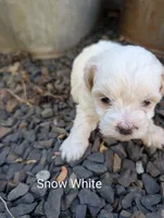 Snow White, a female Shihpoo for sale in Ashwood, OR – 3 of 7