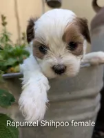 Rapunzel , a female Shihpoo for sale in Ashwood, OR – 2 of 7