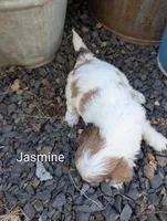 Jasmine , a female Shihpoo for sale in Ashwood, OR – 2 of 7