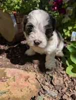 Prince Charming , a male Shihpoo for sale in Ashwood, OR – 4 of 7