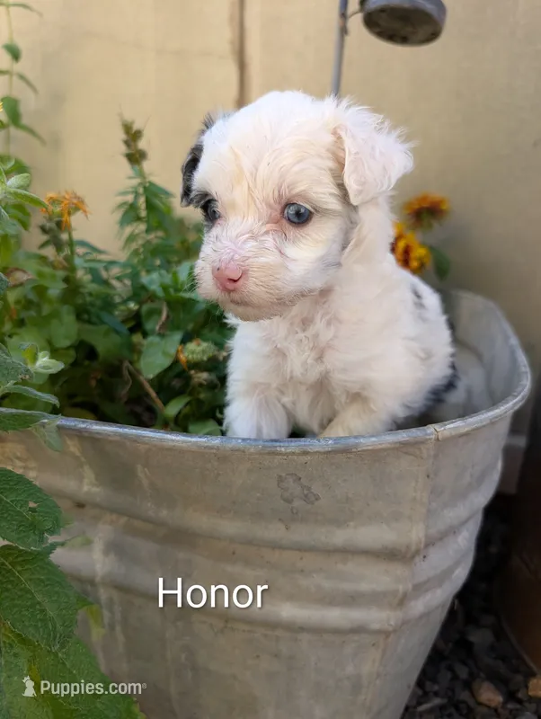 Honor – Miniature Aussiedoodle puppy for sale in Ashwood, OR