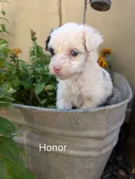 Honor, a female Miniature Aussiedoodle for sale in Ashwood, OR – 1 of 6