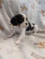 AKC Poptart , a female Cavalier King Charles Spaniel for sale in Ashwood, OR – Photo 3 of 5