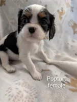 AKC Poptart , a female Cavalier King Charles Spaniel for sale in Ashwood, OR – Photo 4 of 5