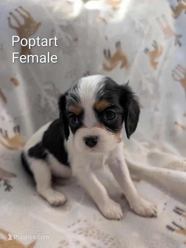 AKC Poptart , a female Cavalier King Charles Spaniel for sale in Ashwood, OR – Photo 1 of 5