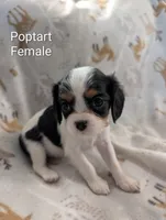 AKC Poptart , a female Cavalier King Charles Spaniel for sale in Ashwood, OR – Photo 1 of 5