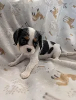 AKC Poptart , a female Cavalier King Charles Spaniel for sale in Ashwood, OR – Photo 5 of 5