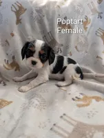 AKC Poptart , a female Cavalier King Charles Spaniel for sale in Ashwood, OR – Photo 2 of 5