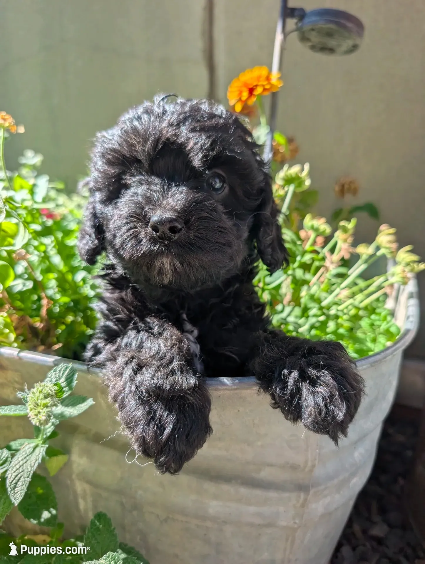 Fish , a male Cavapoo for sale in Ashwood, OR – 1 of 8