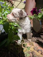 Patriot , a female Miniature Aussiedoodle for sale in Ashwood, OR – 5 of 8