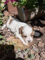 Rapunzel , a female Shihpoo for sale in Ashwood, OR – 6 of 7