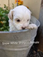 Snow White, a female Shihpoo for sale in Ashwood, OR – 2 of 7