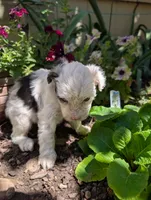 Honor, a female Miniature Aussiedoodle for sale in Ashwood, OR – 5 of 6