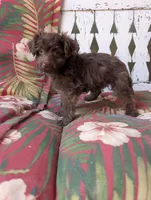 Memory , a female Miniature Aussiedoodle for sale in Ashwood, OR – 3 of 9