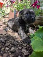 Hero, a female Miniature Aussiedoodle for sale in Ashwood, OR – 5 of 6