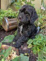 Fish , a male Cavapoo for sale in Ashwood, OR – 7 of 8