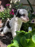 Honor, a female Miniature Aussiedoodle for sale in Ashwood, OR – 4 of 6