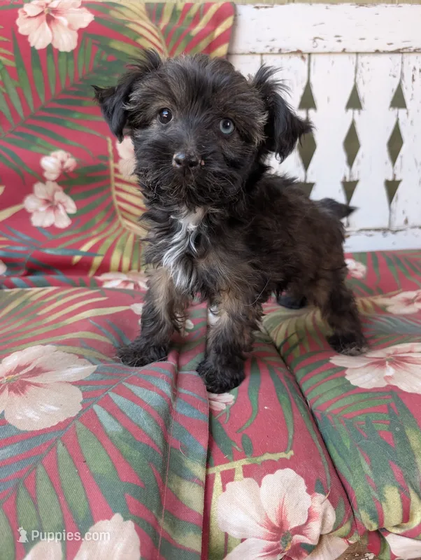 Hero – Miniature Aussiedoodle puppy for sale in Ashwood, OR