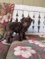 Memory , a female Miniature Aussiedoodle for sale in Ashwood, OR – 2 of 9