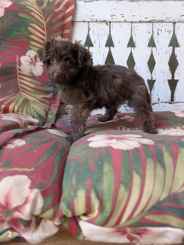 Memory  – Miniature Aussiedoodle puppy for sale in Ashwood, OR
