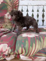 Memory , a female Miniature Aussiedoodle for sale in Ashwood, OR – 1 of 9