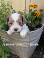 Jasmine , a female Shihpoo for sale in Ashwood, OR – 1 of 7