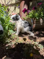 America, a female Miniature Aussiedoodle for sale in Ashwood, OR – 4 of 5