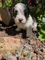 Prince Charming , a male Shihpoo for sale in Ashwood, OR – 3 of 7