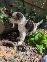 Patriot , a female Miniature Aussiedoodle for sale in Ashwood, OR – 2 of 8