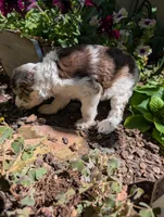 Patriot , a female Miniature Aussiedoodle for sale in Ashwood, OR – 8 of 8