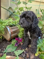 Fish , a male Cavapoo for sale in Ashwood, OR – 2 of 8