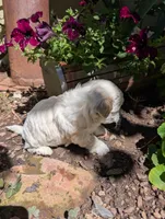 Snow White, a female Shihpoo for sale in Ashwood, OR – 4 of 7