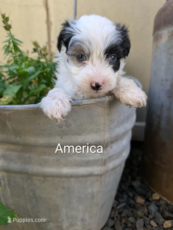 America – Miniature Aussiedoodle puppy on hold in Ashwood, OR