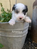 America, a female Miniature Aussiedoodle for sale in Ashwood, OR – 1 of 5