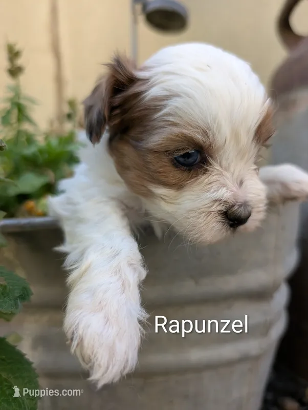 Rapunzel  – Shihpoo puppy for sale in Ashwood, OR
