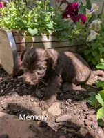 Memory , a female Miniature Aussiedoodle for sale in Ashwood, OR – 4 of 6