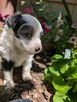 America, a female Miniature Aussiedoodle for sale in Ashwood, OR – 5 of 5