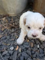 Snow White, a female Shihpoo for sale in Ashwood, OR – 5 of 7
