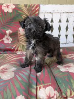 Hero, a female Miniature Aussiedoodle for sale in Ashwood, OR – 2 of 9