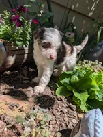 Patriot , a female Miniature Aussiedoodle for sale in Ashwood, OR – 6 of 8