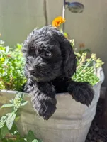 Fish , a male Cavapoo for sale in Ashwood, OR – 5 of 8