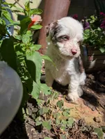 Patriot , a female Miniature Aussiedoodle for sale in Ashwood, OR – 3 of 8