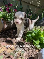 Patriot , a female Miniature Aussiedoodle for sale in Ashwood, OR – 7 of 8