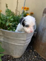 Honor, a female Miniature Aussiedoodle for sale in Ashwood, OR – 3 of 6