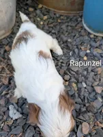 Rapunzel , a female Shihpoo for sale in Ashwood, OR – 3 of 7